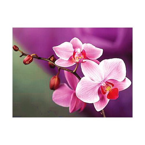 Orchidea festés és gyémántszemes kreatív 40x50 cm-es hibrid kép