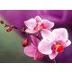 Orchidea festés és gyémántszemes kreatív 40x50 cm-es hibrid kép