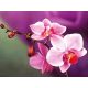 Orchidea festés és gyémántszemes kreatív 40x50 cm-es hibrid kép