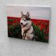 Husky a tulipánmezőn festés számok alapján kreatív készlet 30x40