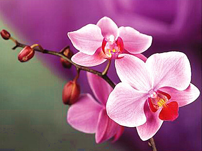 Orchidea festés és gyémántszemes kreatív 40x50 cm-es hibrid kép